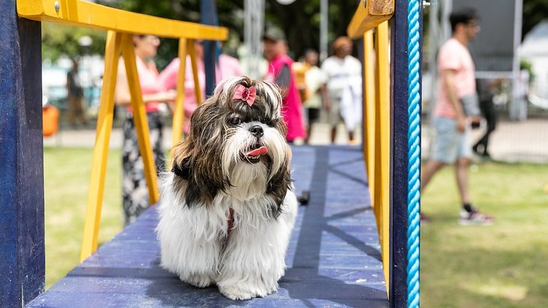 Cães de Contagem tem o primeiro espaço para lazer e prática de exercícios com inauguração do ParCão, no Eldorado