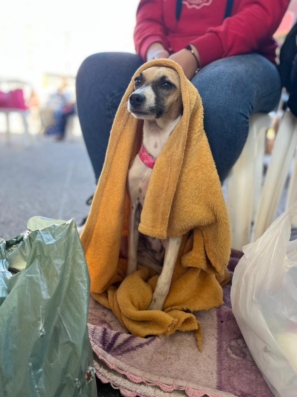 Estado lança edital para repasse de R$ 1,1 milhão à assistência médico-veterinária itinerante de cães e gatos em Minas