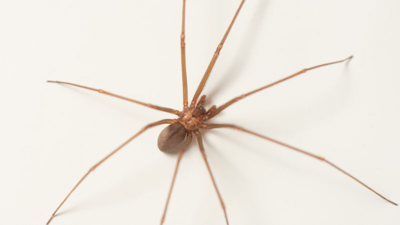 Fundação Ezequiel Dias dá dicas para evitar acidentes com aranhas-marrons
