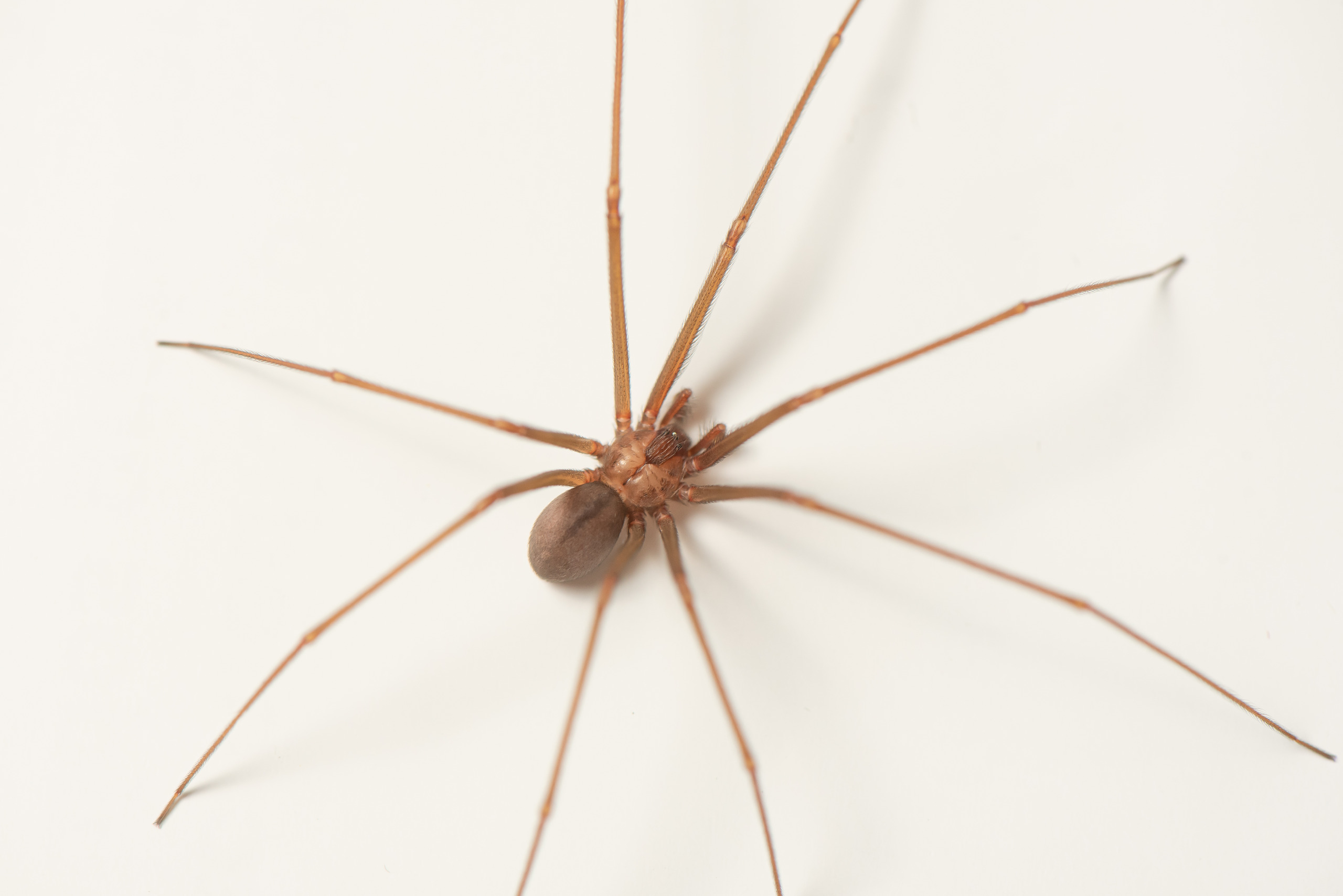 Fundação Ezequiel Dias dá dicas para evitar acidentes com aranhas-marrons