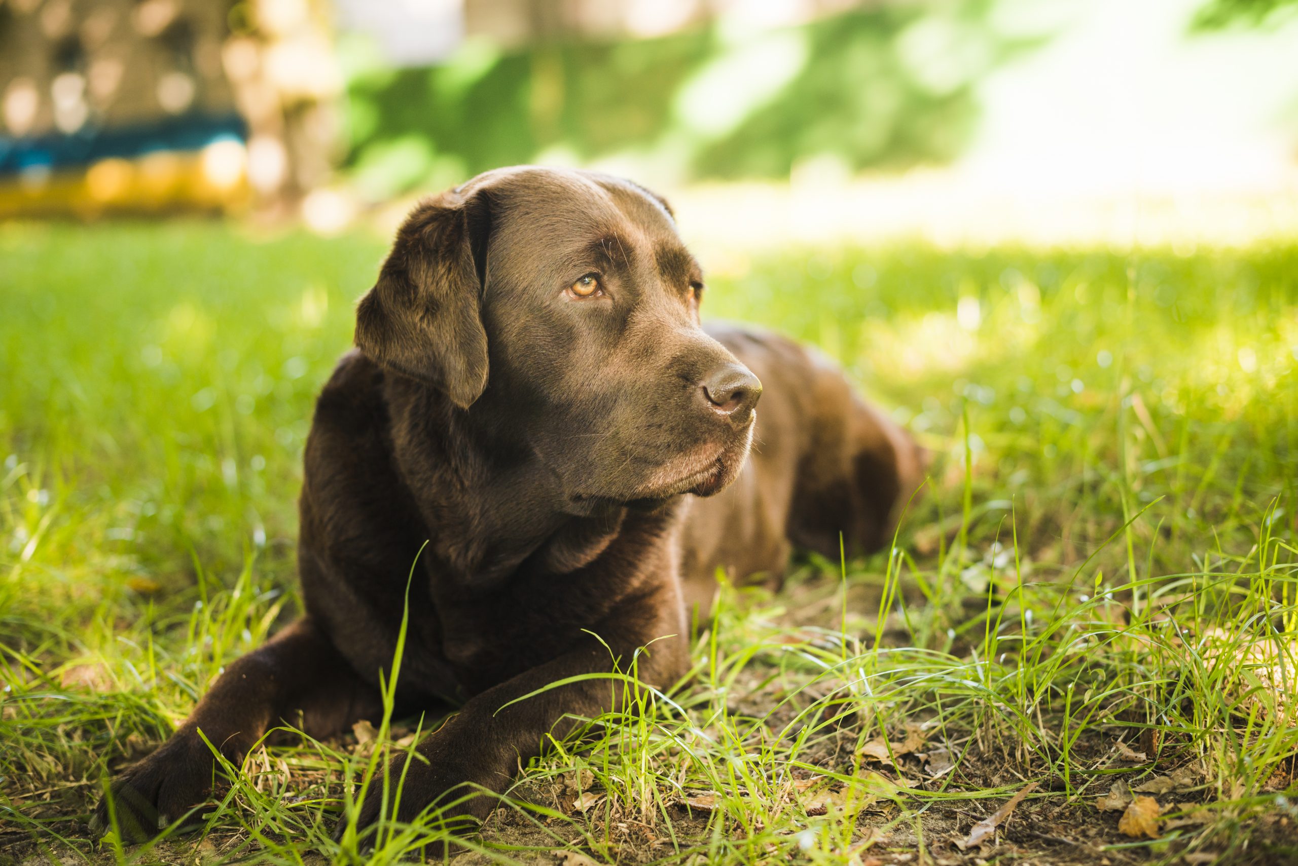 Entenda como agir em casos de envenenamento de cachorros e gatos