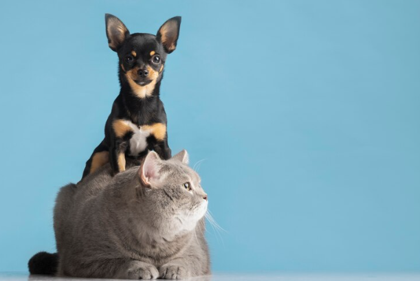 Pets sem dor: Ozonioterapia combate dores crônicas e dá qualidade de vida aos animais domésticos