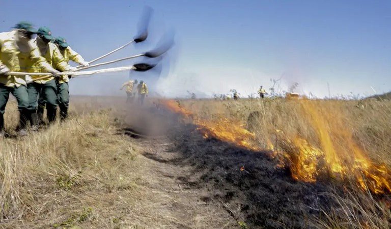 Governo Federal autoriza contratação de brigadas temporárias em vinte unidades da Federação