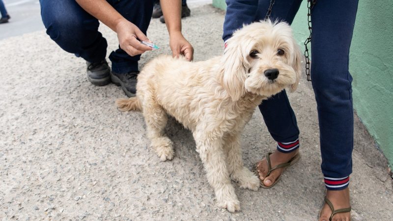 Contagem realiza Dia D de Vacinação contra raiva de cães e gatos no sábado (14/9)