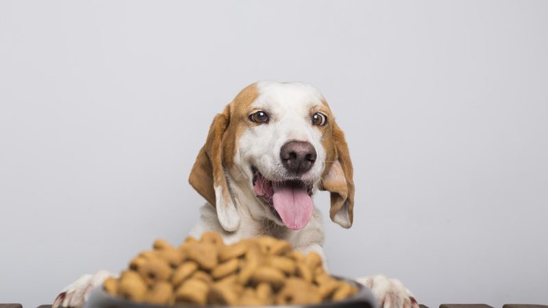 O que o meu animal de estimação pode comer