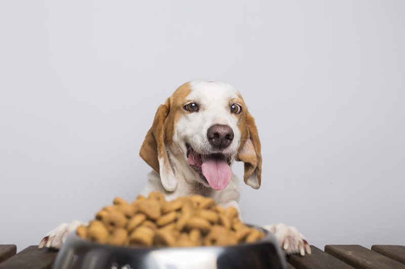 O que o meu animal de estimação pode comer