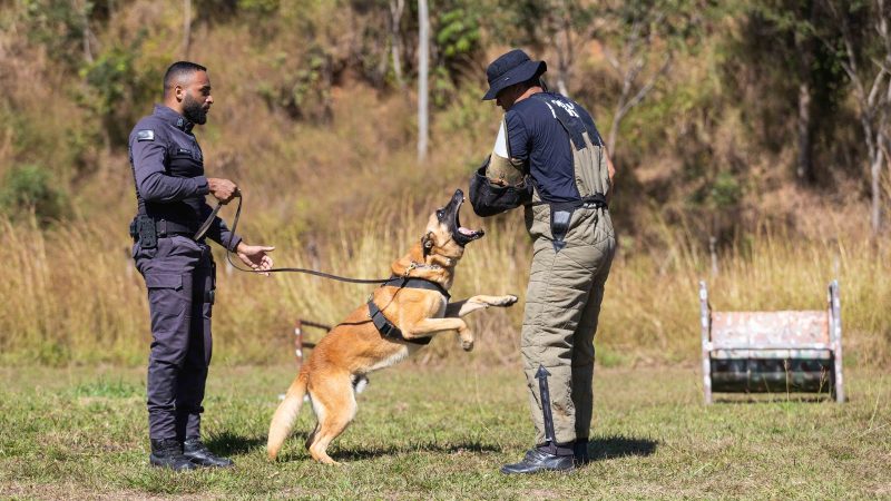 Grupo de Operações com Cães da Polícia Penal celebra 20 anos de serviços essenciais à segurança pública