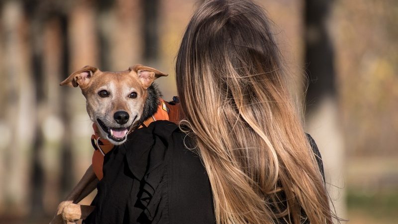 Estudos mostram os benefícios da relação entre humanos e animais de estimação