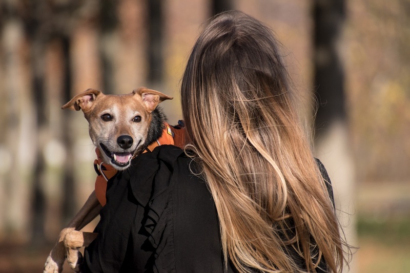 Estudos mostram os benefícios da relação entre humanos e animais de estimação