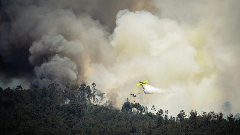 Flagrou um crime ambiental? Saiba como agir