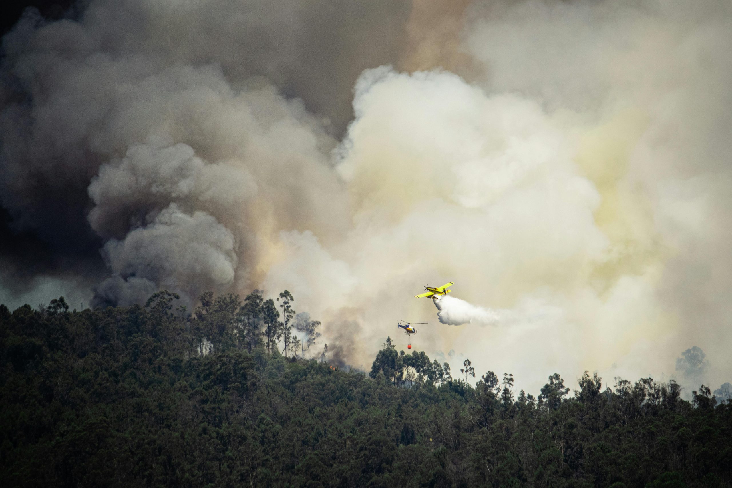 Flagrou um crime ambiental? Saiba como agir