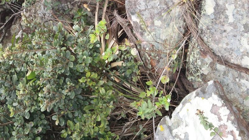 Instituto Estadual de Florestas participa de descoberta de nova espécie da flora brasileira no Norte de Minas