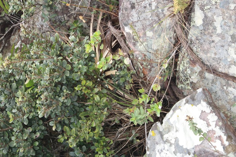 Instituto Estadual de Florestas participa de descoberta de nova espécie da flora brasileira no Norte de Minas