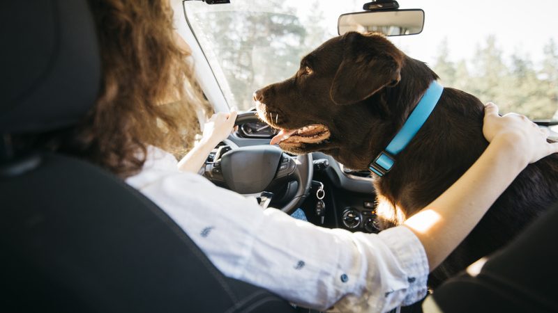 O que você precisa saber antes de viajar com seu pet