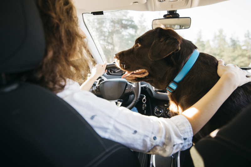 O que você precisa saber antes de viajar com seu pet