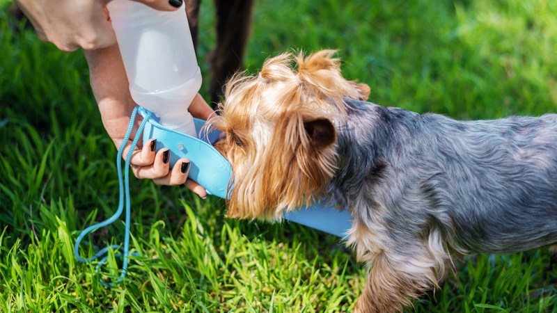 Pets no verão: Especialista dá dicas para manter o bem-estar e cuidar da saúde dos animais em dias mais quentes