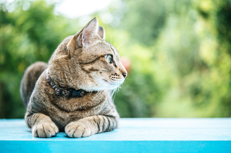 Pets no verão: Especialista dá dicas para manter o bem-estar e cuidar da saúde dos animais em dias mais quentes