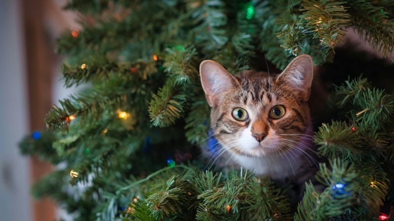 Festas com segurança: saiba como proteger seus pets