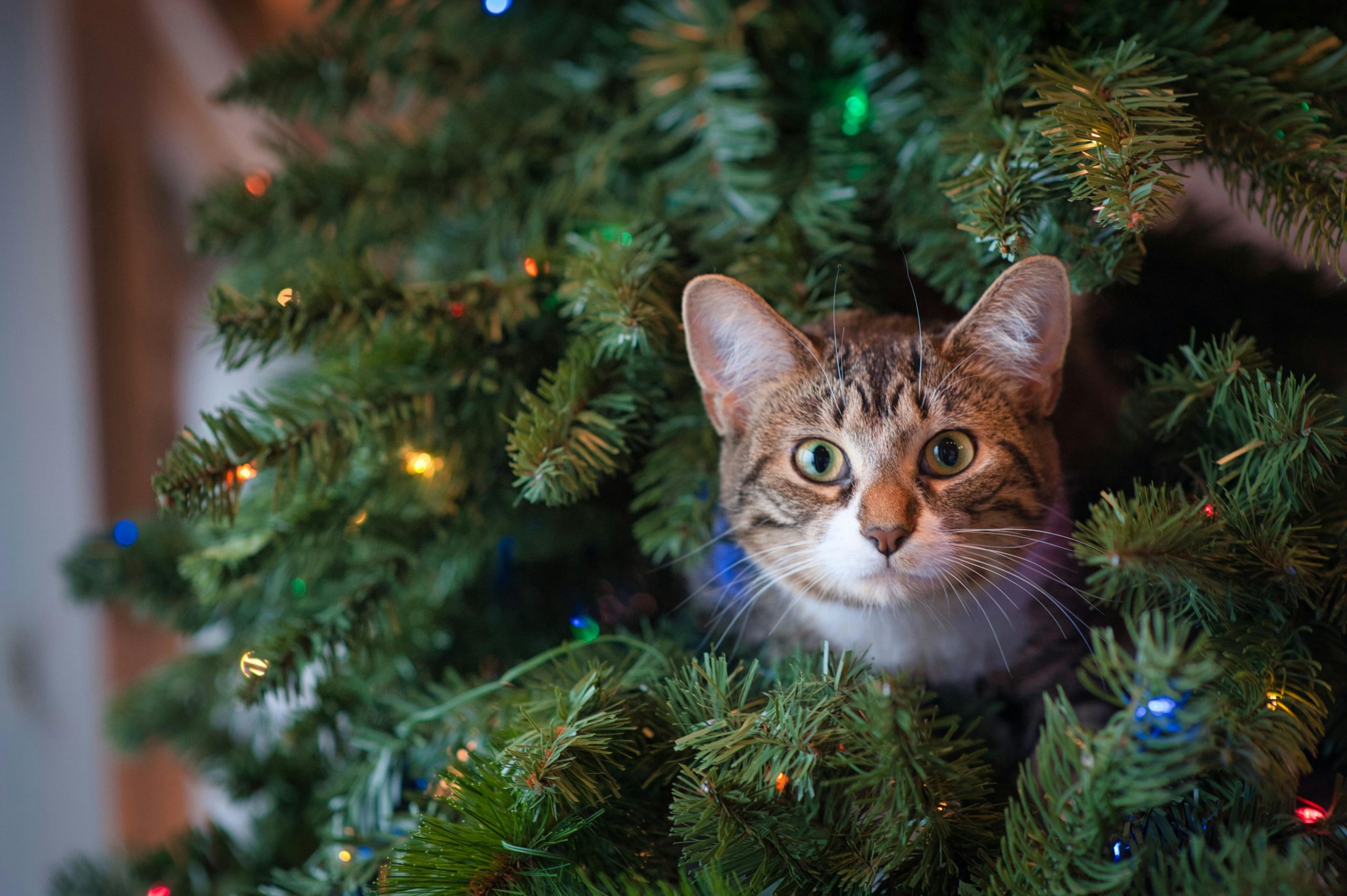 Festas com segurança: saiba como proteger seus pets