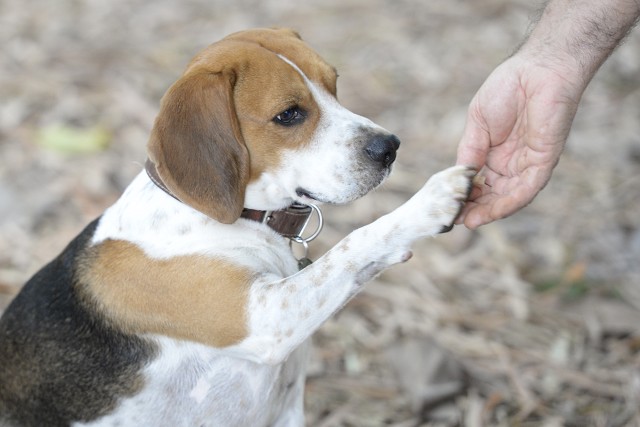 Governador Romeu Zema veta novas regras para criação e venda de cães e gatos de raça