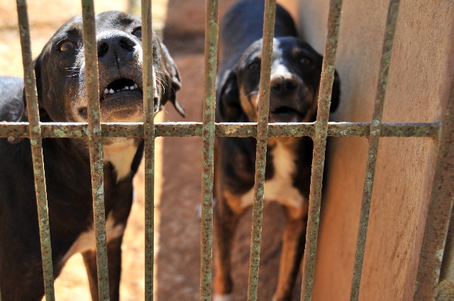 Lei promulgada pela Mesa da Assembleia proíbe a entrada e procriação de pit bulls em Minas