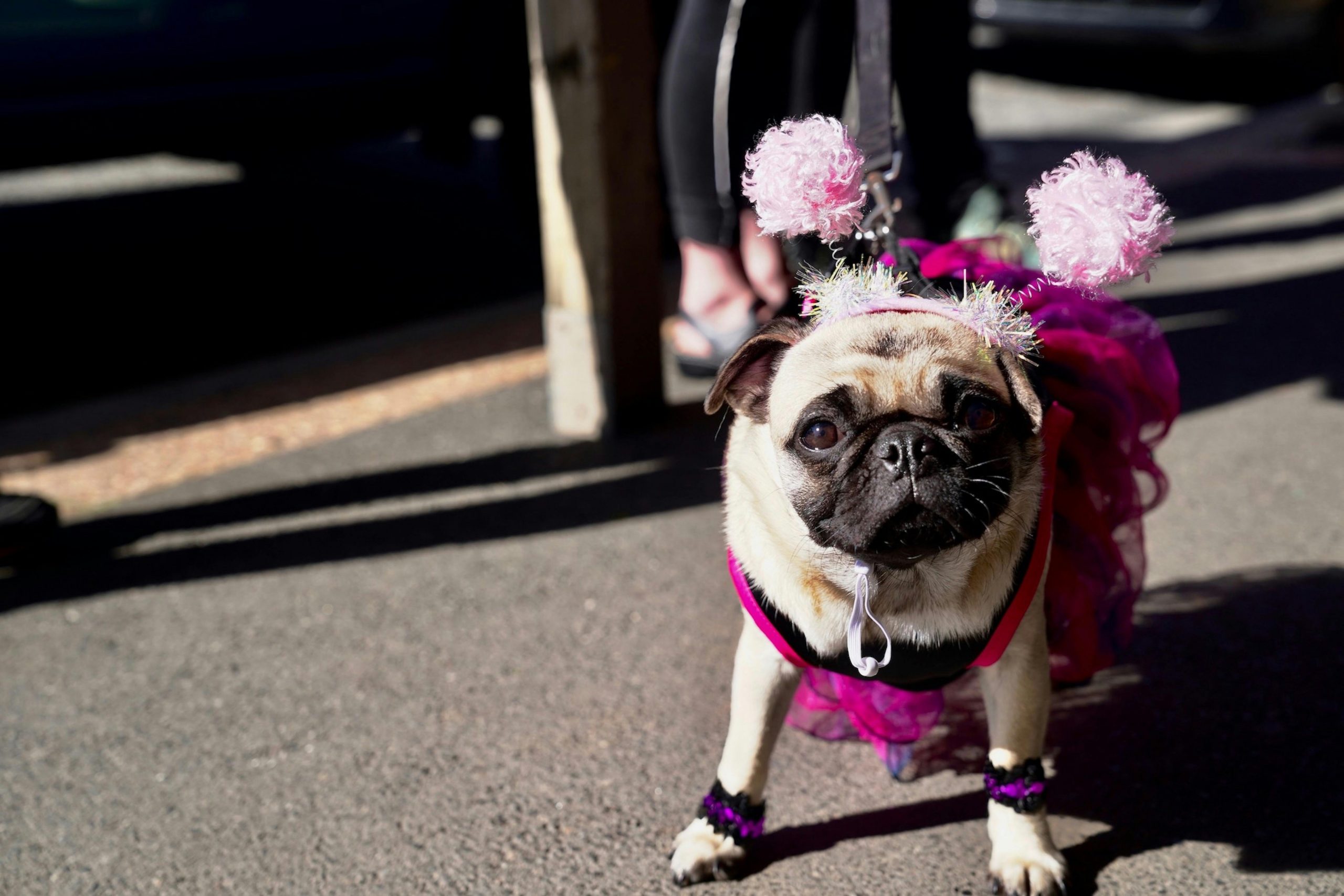 Como proteger seu animal de estimação durante a folia